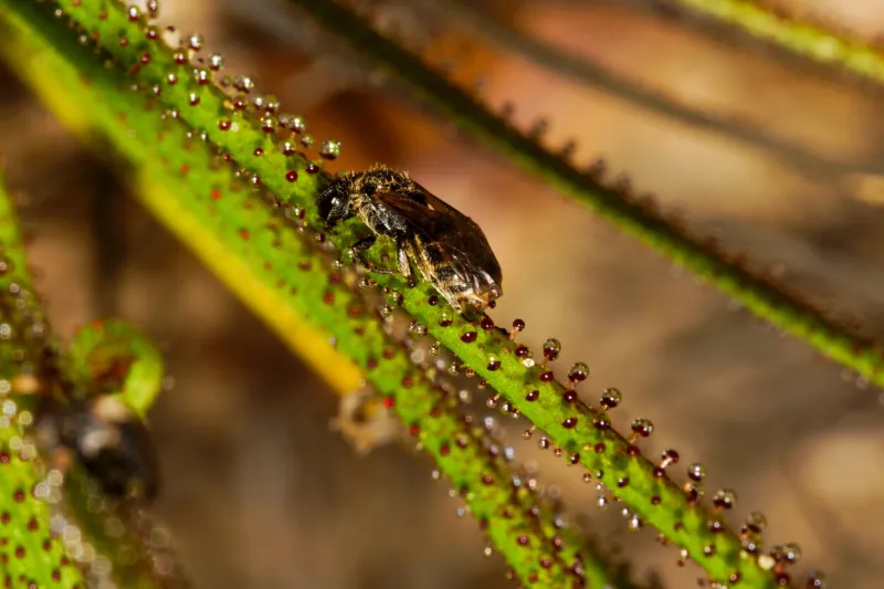 the insectivorous plant, the portuguese sundew or dewy pine, has caught an insect with its sticky leaves