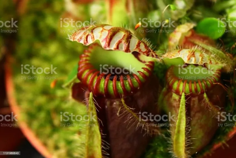 pitcher chalice of albany pitcher plant, latin name cephalotus follicularis, natural light