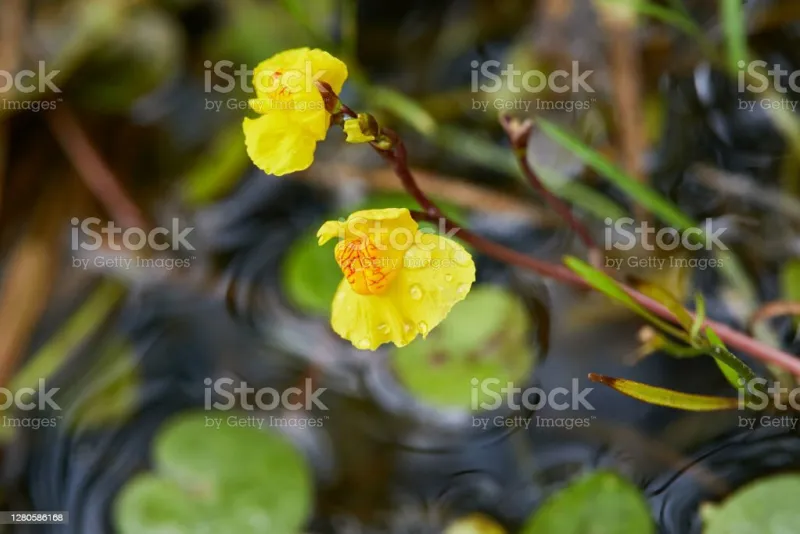 utricularia vulgaris, a kind of carnivorous plant, it grows in pond bladderwort - utricularia australis