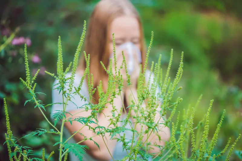 young woman sneezes because of an allergy to ragweed