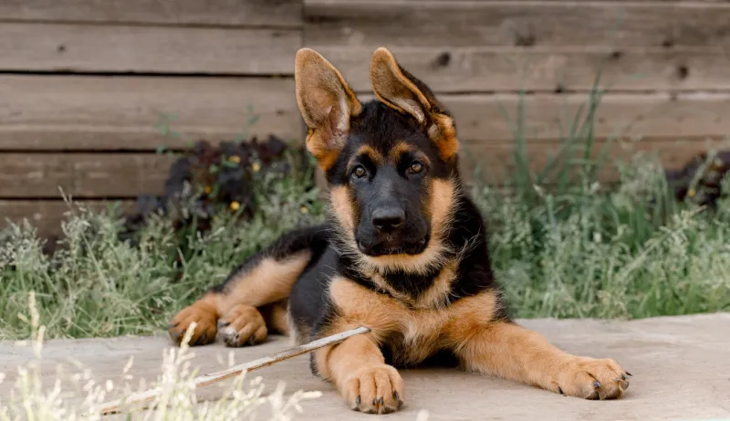a purebred german shepherd puppy lies on the sidewalk against a wooden wall ears to the sidelooking into the camera high quality photo