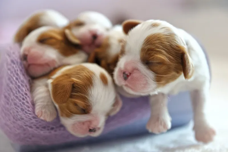 little newborn dogs puppies on a white background, soft focus