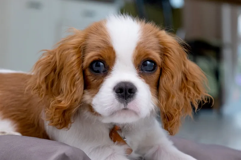 close up portrait of cute dog puppy looking at the camera cavalier little red wool dog lies on a grey pillow concept veterinary clinic or animal feed