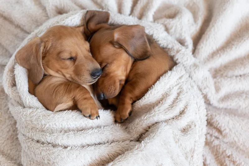 cute dachshund puppies sleep cuddled up to each other beautiful little dogs lie on the bedspread