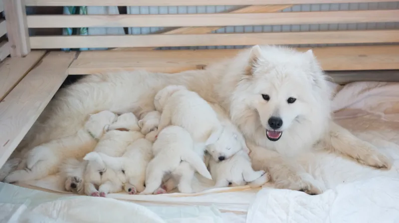 samoyed dog mother with puppies puppies suckling mother
