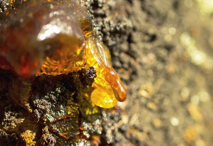 macro photo of resin or amber bleeding from an apricot tree