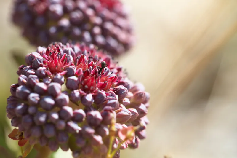 met at 2300m altitude on the way to pas de la couletta in haute ubayeants are omnivores, they also eat the juices of plants