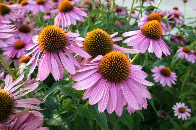 purple and orange perennial cone flowers echinacea purpurea in a botanical garden