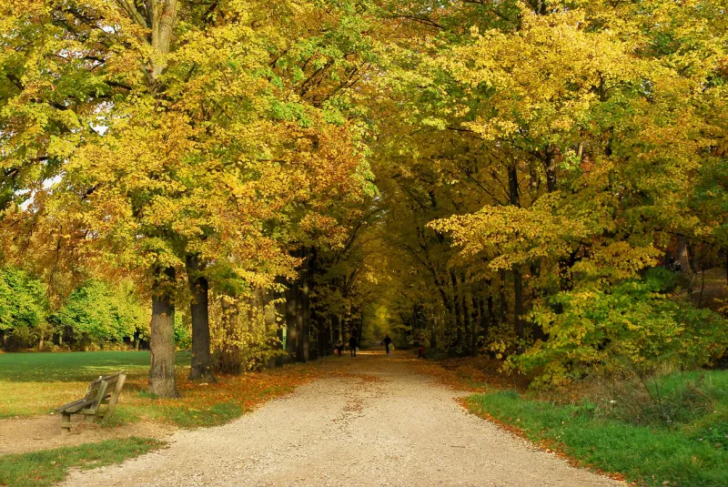 fall forest at clamart-meudon in france, region les hauts de seine, department of the île de france