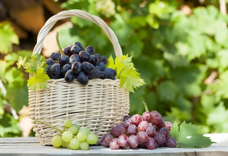 colorful grapes in basket autumn vineyard harvest with copy space