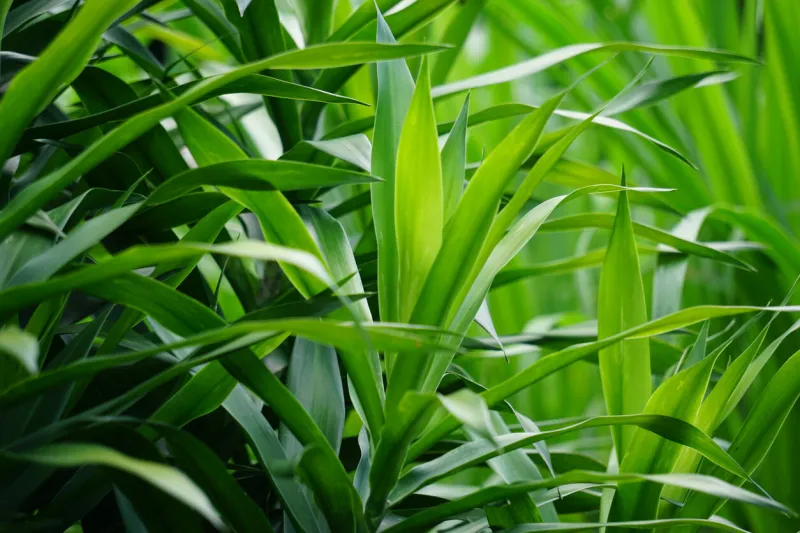 pleomele angustifolia (suji, suji hijau, dracaena angustifoliae) leaves the leaves are used to make green food coloring also used traditionally as medicine for several different ailments