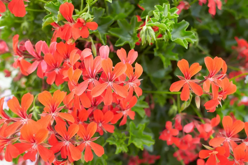 pink flowers of ivy geranium in the garden summer and spring time