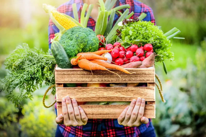 farmer woman holding wooden box full of fresh raw vegetables basket with vegetable (cabbage, carrots, cucumbers, radish, corn, garlic and peppers) in the hands