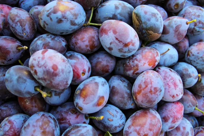 ripe plums close up of fresh plums, top view macro photo food fruit plums texture background of fresh blue plums image fruit product d'agen french prune plum