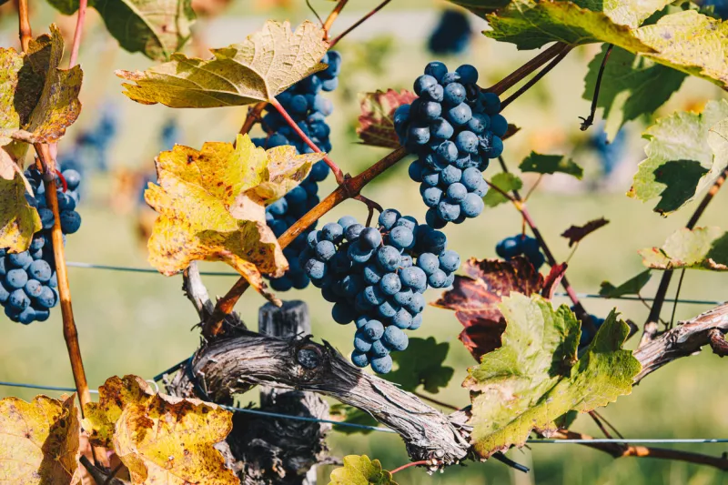 grapes in the vineyard during autumn harvest time tasty fresh natural organic grapery in a wine region