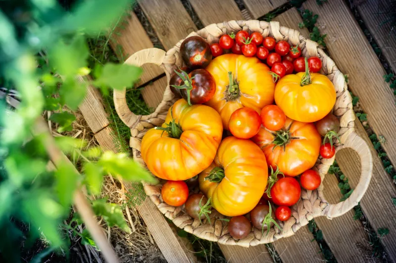 harvest of red and orange tomatoes in a basket