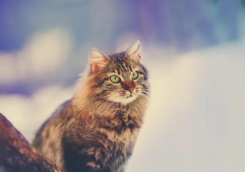 beautiful siberian cat sitting in a snowy forest in winter