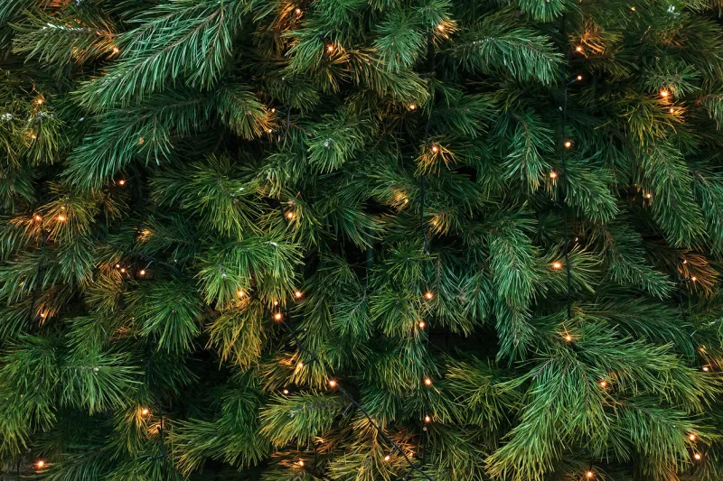 pattern with green branches with pine needles illuminated texture of coniferous tree decorated garlands lights christmas holidays backdrop soft focus