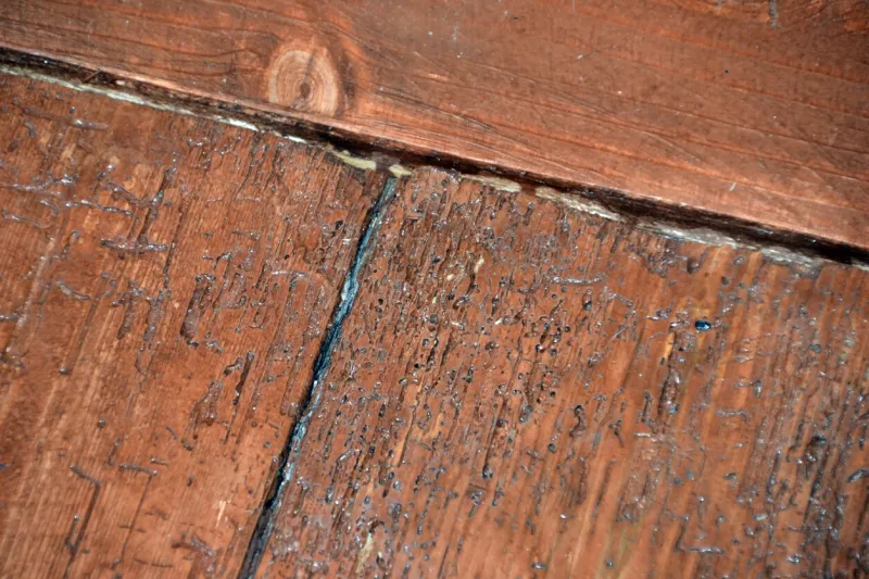 woodworm in the plank floor
