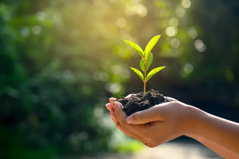 in the hands of trees growing seedlings bokeh green background female hand holding tree on nature field grass forest conservation concept