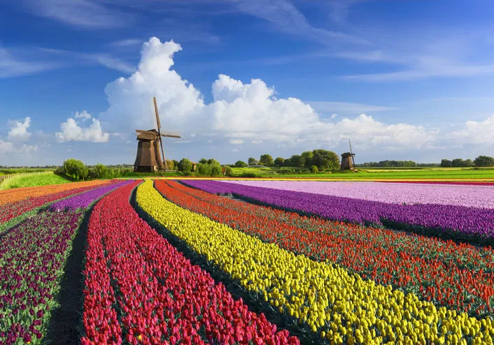 colorful tulip fields in front of dutch windmills under a nicely clouded sky