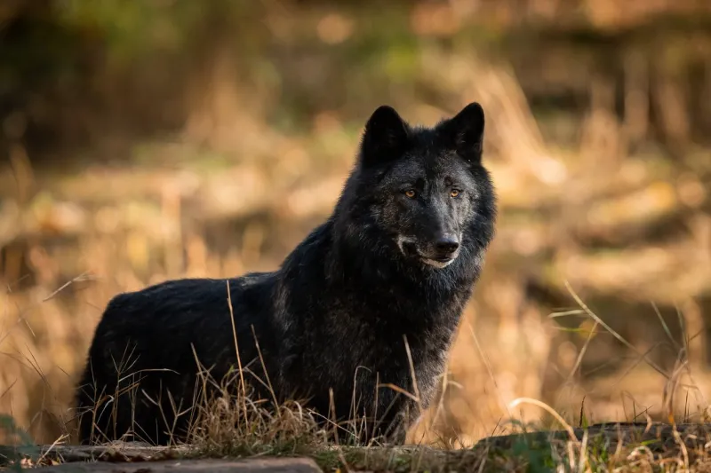 black wolf in the forest