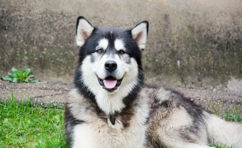 outdoors portrait of an alaskan malamute dog, sitting on green lawn