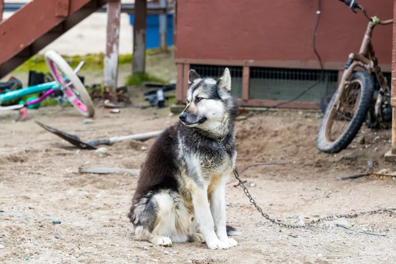 a canadian arctic eskimo dog standing outdoors in clyde river, nunavut, canada