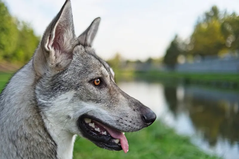 saarloos wolfdog dog's head from profile with river in background