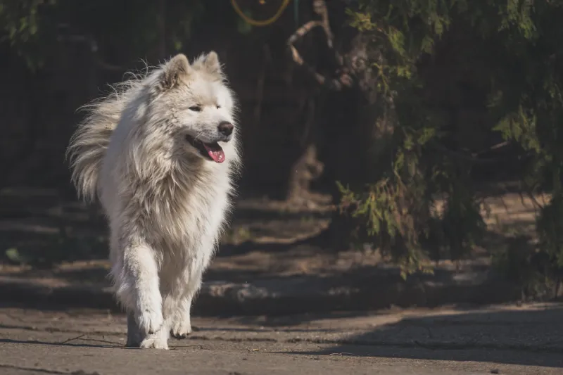 young white male samoyed slowly walk around the park