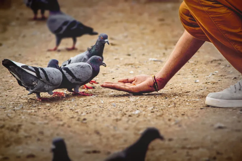a guy feeding pigeons