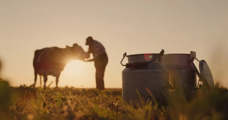 the silhouette of a farmer, stands near a cow milk cans in the foreground