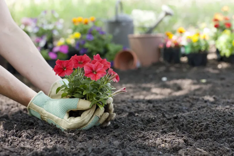 woman planting spring petunia flowers in her garden