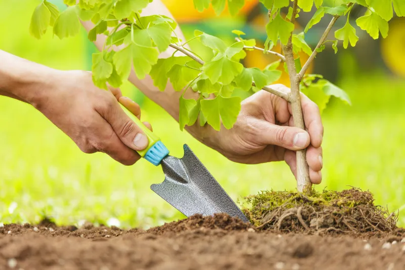 hands planting small tree with roots in a garden on green background