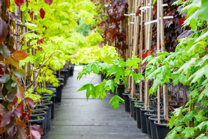 rows of young maple trees in plastic pots on plant nursery