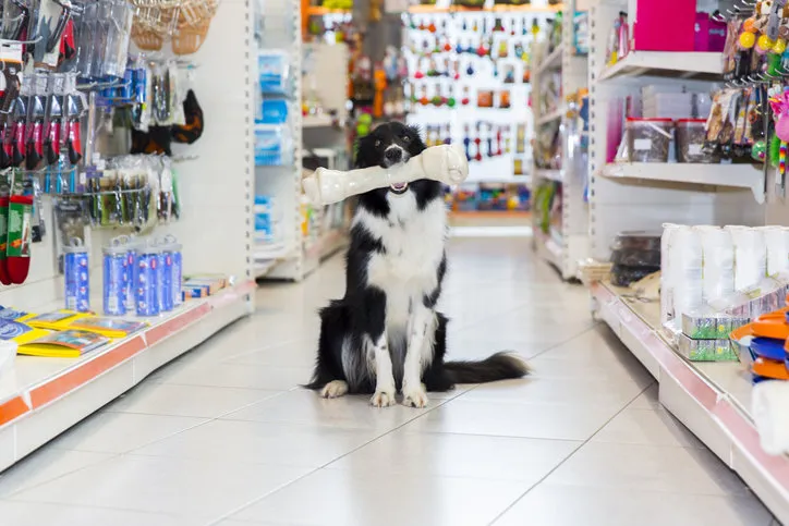 cute border collie in pet store with big dog bone