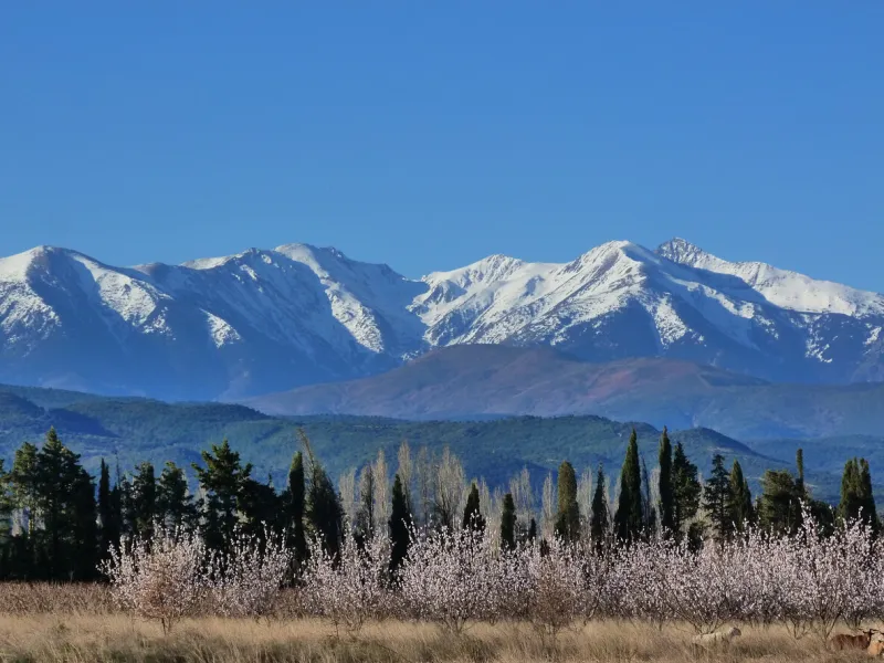 apricot trees in bloom, saint feliu d'avall   in the background, the canigou