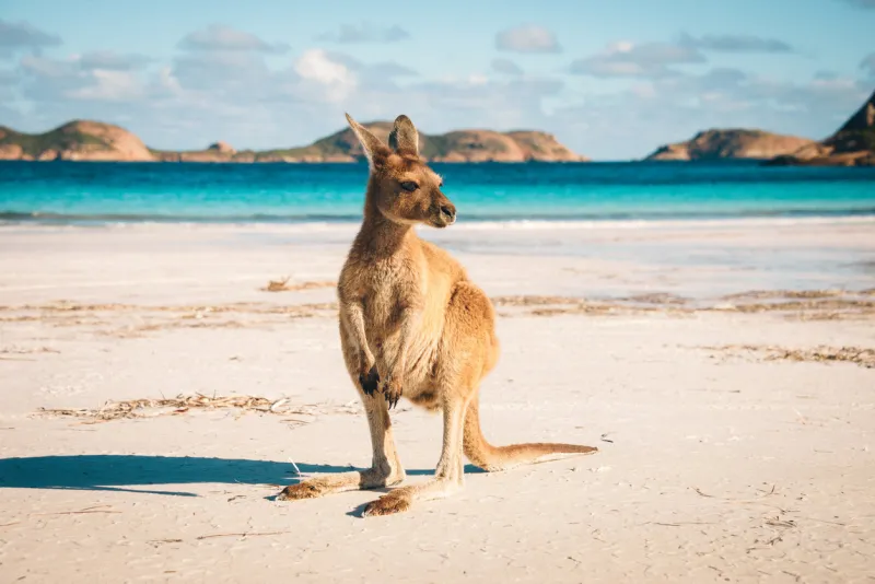 kangaroo at lucky bay in the cape range national park near esperance, western australia