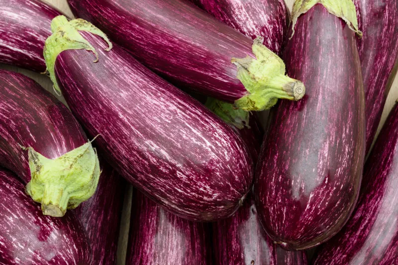 recolt of fresh eggplant as a background