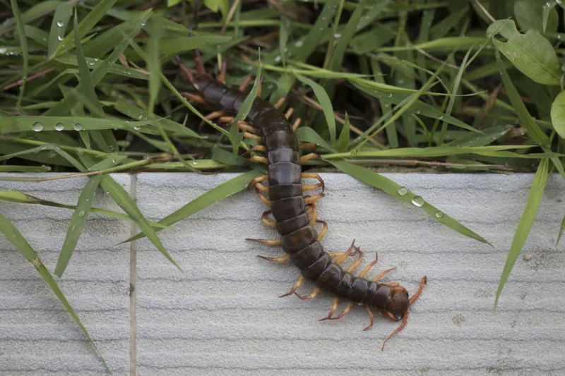 the giant red centipede dangerous animal in the garden