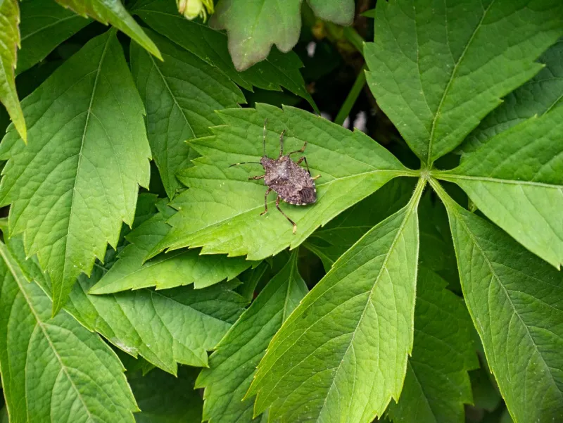 halyomorpha halys, brown marmorated stink bug on a leaf insect on a plant