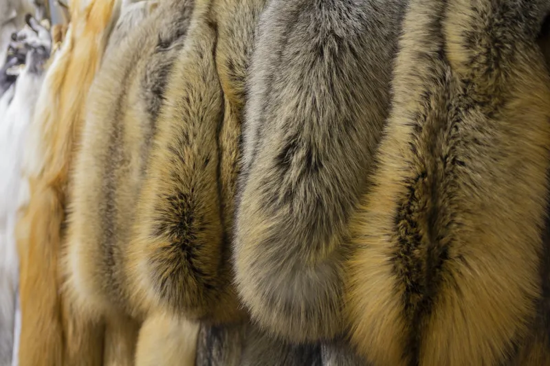 row of many fur coats of different colors luxury