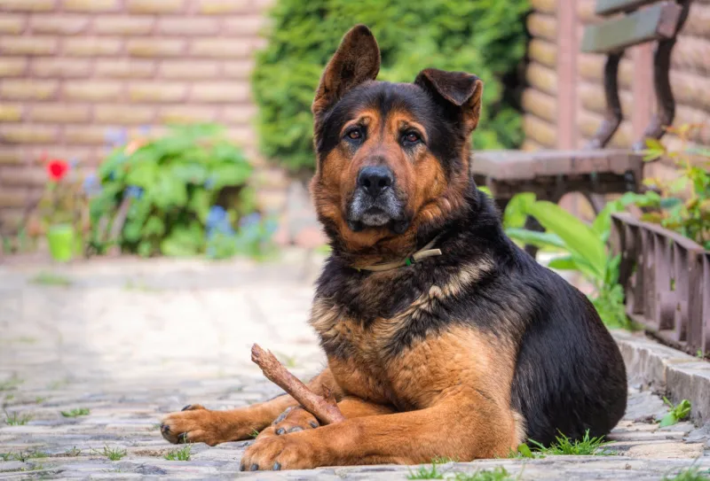 beautiful large german shepherd dog in a sunny spring yard pet and yard guard
