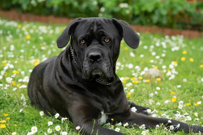 the cane corso is an italian breed of mastiff