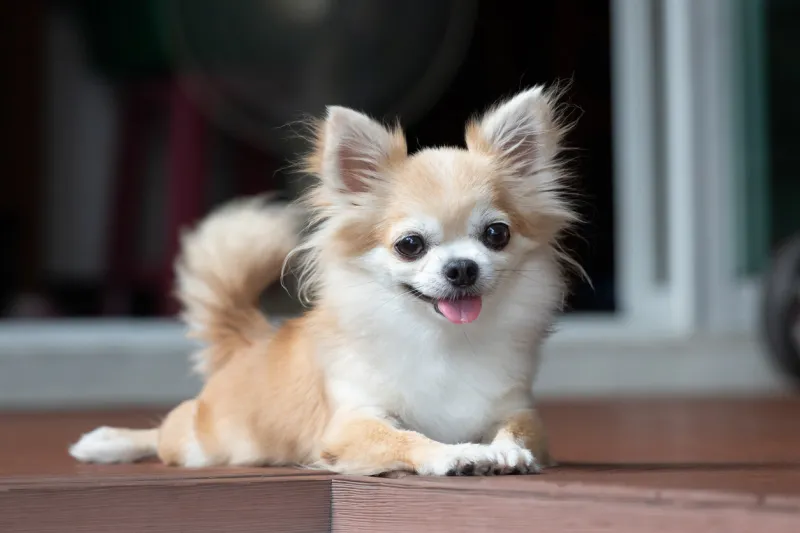 brown chihuahua sitting on floor small dog in asian house feeling happy and relax dog