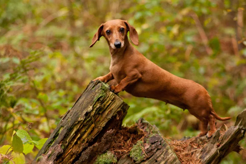 one of the world's best loved dog breeds, the miniature dachshundotherwise known as a 'sausage dog
