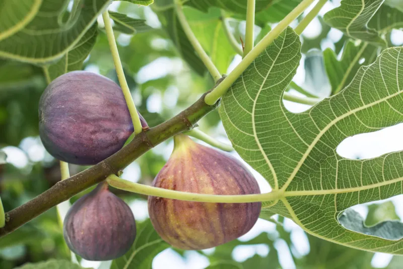 ripe fig fruits on the tree closeup shot