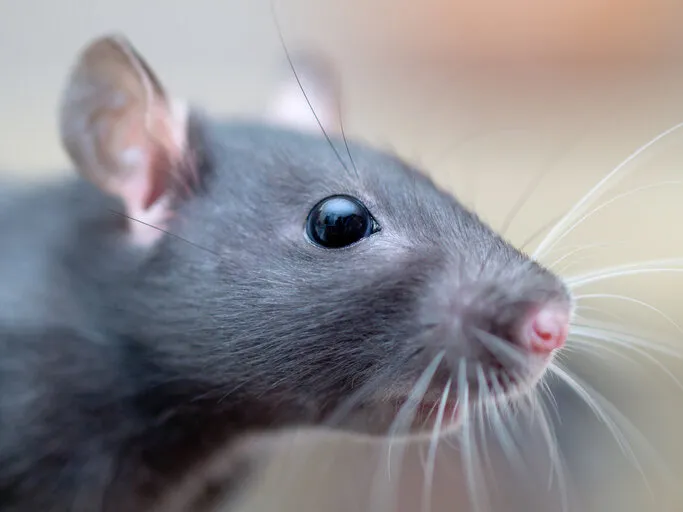 very narrow depth of field macro image of a young female rat's head