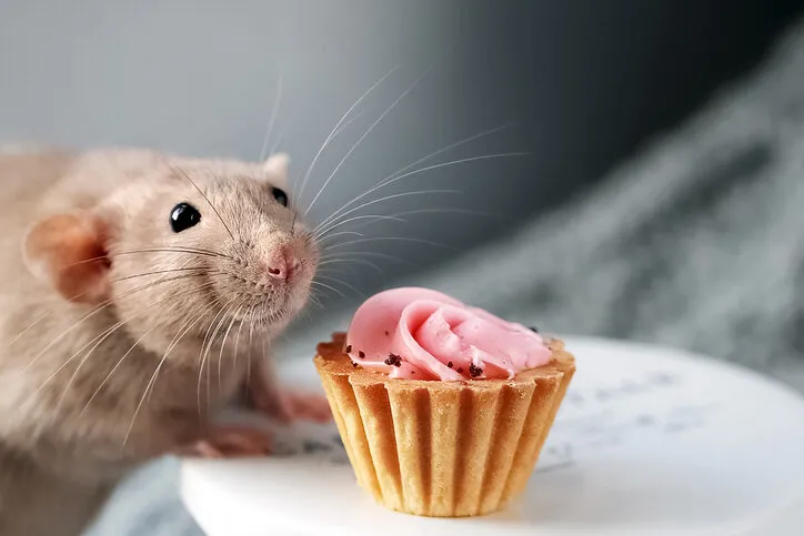 cute smiling fancy pet rat and festive cake with soft pink cream swirl in front of grey background with copy space