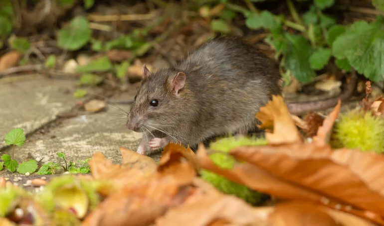 close up of a wild brown rat in autumn, foraging for bird seed in a garden with golden leaves and chestnuts  facing left scientific name  rattus norvegicus